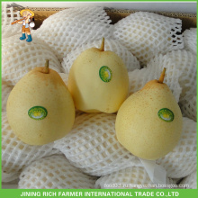 Фабрика оптовой продажи китайских свежих фруктов Лучшее качество Шаньдун груша